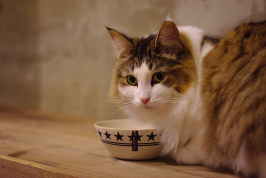 Nekobeeブログ13 猫の肥満について考えよう!ー番外編:愛猫が肥満と思っていない飼い主が多い?!ー