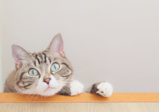 Nekobeeブログ10 猫の肥満について考えよう!ーその1:愛猫の肥満度チェックをしてみるー