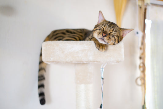 Nekobeeブログ11 猫の肥満について考えよう!ーその2:肥満の原因は食べ過ぎ・運動不足以外にもあった?!ー