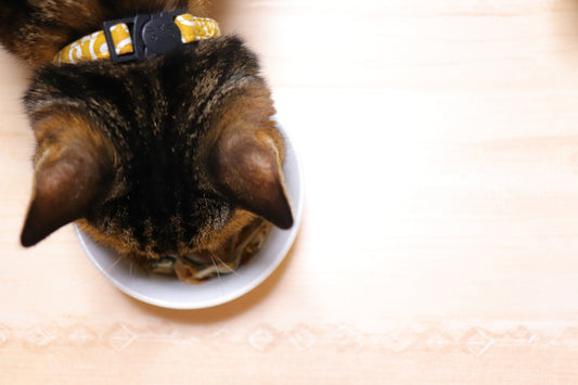 Nekobeeブログ14 キャットフードの種類について知ろう!ー使用目的による分類ー