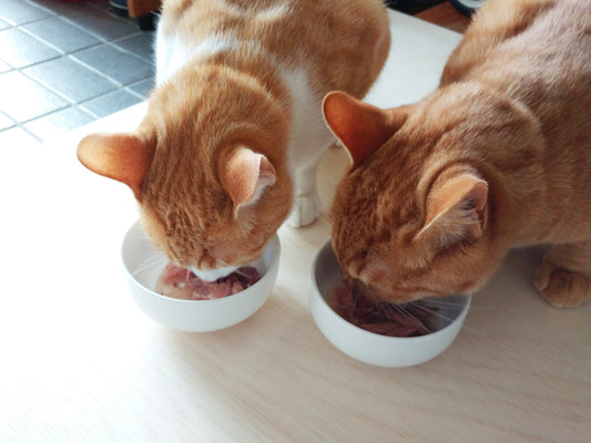 Nekobeeブログ15 キャットフードの種類について知ろう!ー水分含量による分類ー
