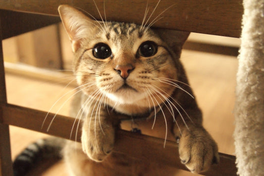 Nekobeeブログ8 猫のペット保険加入者、年々増加中!