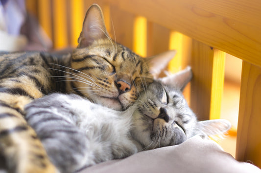Nekobeeブログ9 猫の医療費はどれくらいかかる?