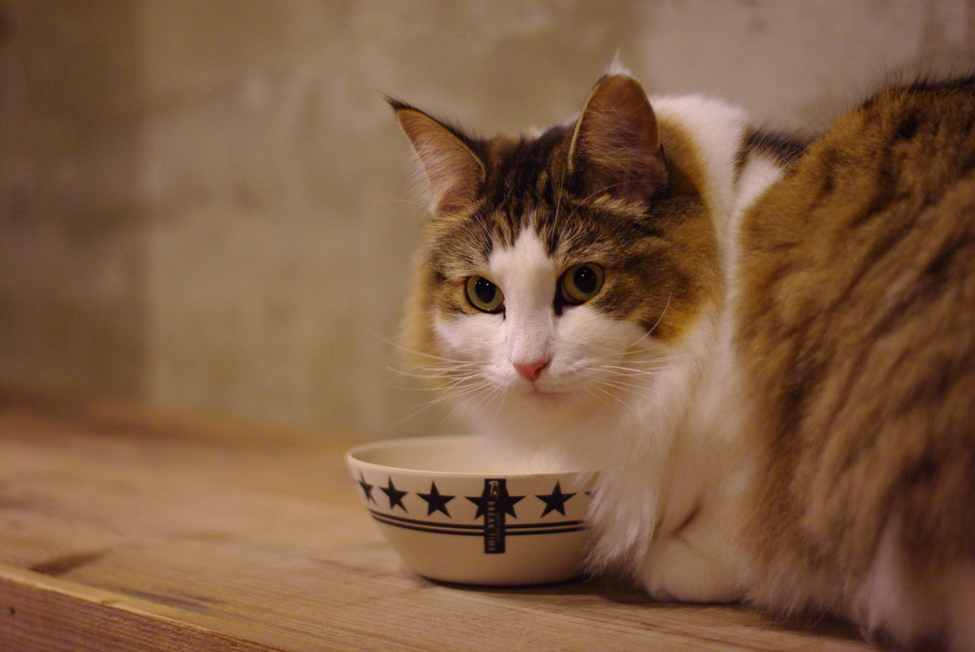 Nekobeeブログ13　猫の肥満について考えよう！ー番外編：愛猫が肥満と思っていない飼い主が多い？！ー