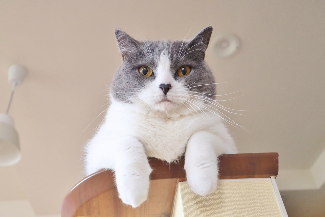 Nekobeeブログ12　猫の肥満について考えよう！ーその３：猫のダイエットで気をつけるべきことは？ー