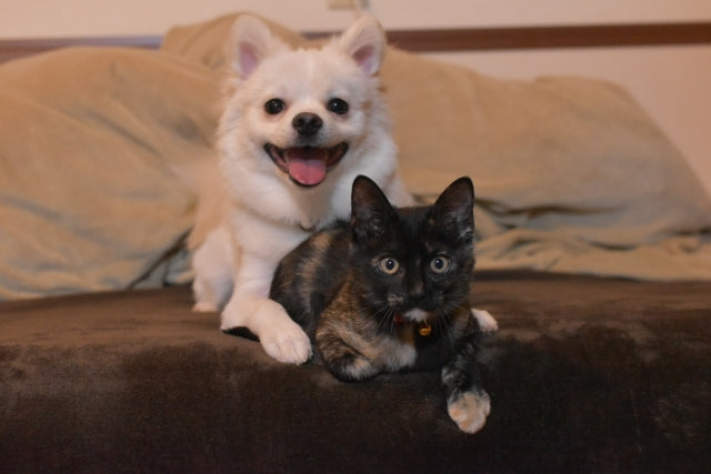 Nekobeeブログ5　世界中のペット数（犬・猫）は何匹？日本はなんと〇〇〇〇万匹！